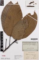 Isotype of Dipterocarpus pterygocalyx Scheff. [family DIPTEROCARPACEAE]