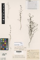 Syntype of Galium parisiense Ewart and Jean White var. australe [family RUBIACEAE]