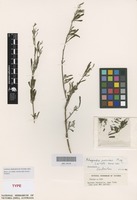 Isotype of Rhagodia preissii Moq. [family AMARANTHACEAE]