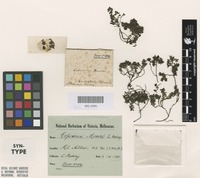Syntype of Coprosma moorei F.Muell. ex Rodway [family RUBIACEAE]