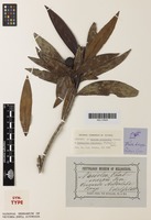 Syntype of Nauclea chalmersii F.Muell. [family RUBIACEAE]