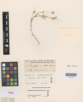Isotype of Gomphrena alba Farmar [family AMARANTHACEAE]