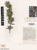 Holotype of Prostanthera monticola B.J.Conn [family LAMIACEAE]