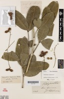 Isotype of Harpullia leptococca Radlk. [family SAPINDACEAE]