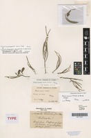 Isotype of Acacia aneura F.Muell. ex Benth. [family FABACEAE]