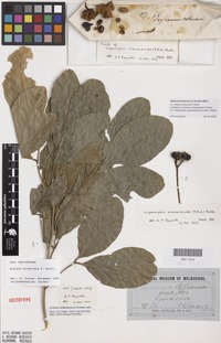 Lectotype of Cupania oshanesiana F.Muell. [family SAPINDACEAE]