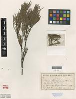 Paratype of Acacia boormanii Maiden [family FABACEAE]