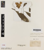 Isotype of Voacanga dregei E.Mey. [family APOCYNACEAE]