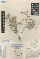 Isotype of Tidestromia rhizomatosa I.M. Johnst. [family AMARANTHACEAE]