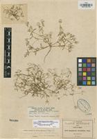 Isotype of Gomphrena pringlei Coulter & Fisher [family AMARANTHACEAE]