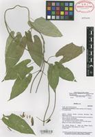 Isotype of Gonolobus spiranthus Juárez-Jaimes & W. D. Stevens [family ASCLEPIADACEAE]