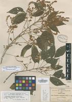 Isotype of Thouinia acuminata S. Watson [family SAPINDACEAE]