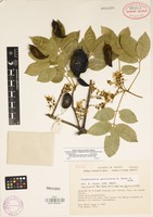 Holotype of Styphnolobium parviflorum M. Sousa & Rudd [family LEGUMINOSAE]