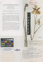 Holotype of Calochortus balsensis García-Mend. [family LILIACEAE]