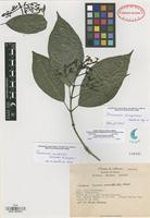 Holotype of Coussarea chiapensis Borhidi [family RUBIACEAE]