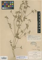 Isotype of Gomphrena parviceps Standl. [family AMARANTHACEAE]