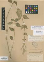 Isotype of Iresine heterophylla Standl. [family AMARANTHACEAE]