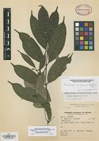 Isotype of Faramea chiapensis Borhidi [family RUBIACEAE]