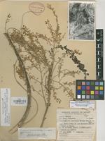 Holotype of Niveophyllum caeruleum Matuda [family BROMELIACEAE]