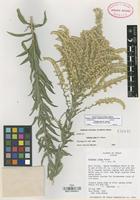 Isotype of Solidago juliae G.L. Nesom [family COMPOSITAE]