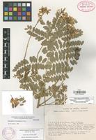 Holotype of Heteroflorum sclerocarpum M. Sousa [family LEGUMINOSAE]