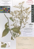 Holotype of Iresine sousae Zumaya, Borsch & Flores Olv. [family AMARANTHACEAE]