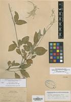 Syntype of Iresine schaffneri S. Watson [family AMARANTHACEAE]