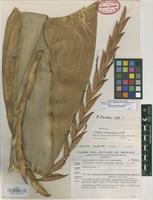 Holotype of Tillandsia superinsignis Matuda [family BROMELIACEAE]