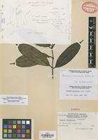 Isotype of Faramea oaxacensis Borhidi [family RUBIACEAE]