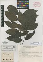 Isotype of Diplopterys mexicana B. Gates [family MALPIGHIACEAE]