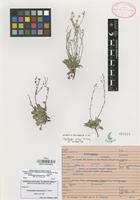 Isotype of Chaetopappa plomoensis B.L. Turner [family COMPOSITAE]