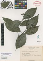 Isotype of Coussarea chiapensis Borhidi [family RUBIACEAE]