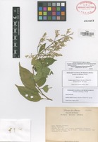 Isotype of Iresine sousae Zumaya, Borsch & Flores Olv. [family AMARANTHACEAE]