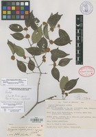 Paratype of Eugenia uxpanapensis P.E. Sánchez & L.M. Ortega [family MYRTACEAE]