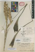 Holotype of Tillandsia hubertiana Matuda [family BROMELIACEAE]