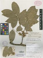 Isotype of Styphnolobium sporadicum M. Sousa & Rudd [family LEGUMINOSAE]