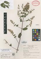 Holotype of Cunila ramamoorthiana M.R. Garcia-Pena [family LAMIACEAE]