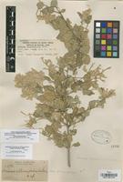 Isolectotype of Iresine alternifolia S. Watson [family AMARANTHACEAE]