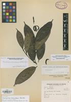Holotype of Faramea oaxacensis Borhidi [family RUBIACEAE]