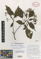 Isotype of Arachnothryx chimalaparum Lorence ex Borhidi [family RUBIACEAE]