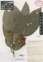 Isotype of Inga jimenezii N. Zamora [family LEGUMINOSAE]