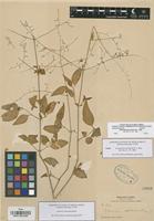 Isotype of Iresine jaliscana Uline & W. L. Bray [family AMARANTHACEAE]