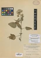Paratype of Eupatorium parayanum Espinosa [family COMPOSITAE]