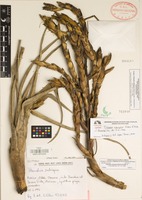 Isotype of Tillandsia rubrispica Ehlers & Koide, P. [family BROMELIACEAE]