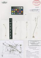 Isotype of Utricularia regia Zamudio & Olvera [family LENTIBULARIACEAE]