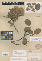 Isotype of Cordia morelosana Standl. [family BORAGINACEAE]