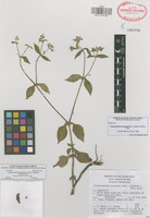 Isotype of Trigonospermum alexandri Rzed., Calderón & Pérez-Calix [family COMPOSITAE]