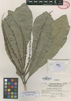 Isotype of Decazyx esparzae F. Chiang [family RUTACEAE]