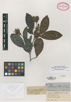 Paratype of Inga tenuicalyx T.D. Penn. [family LEGUMINOSAE]