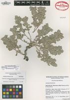 Isotype of Tidestromia valdesiana Sánchez-del Pino & Flores Olvera [family AMARANTHACEAE]